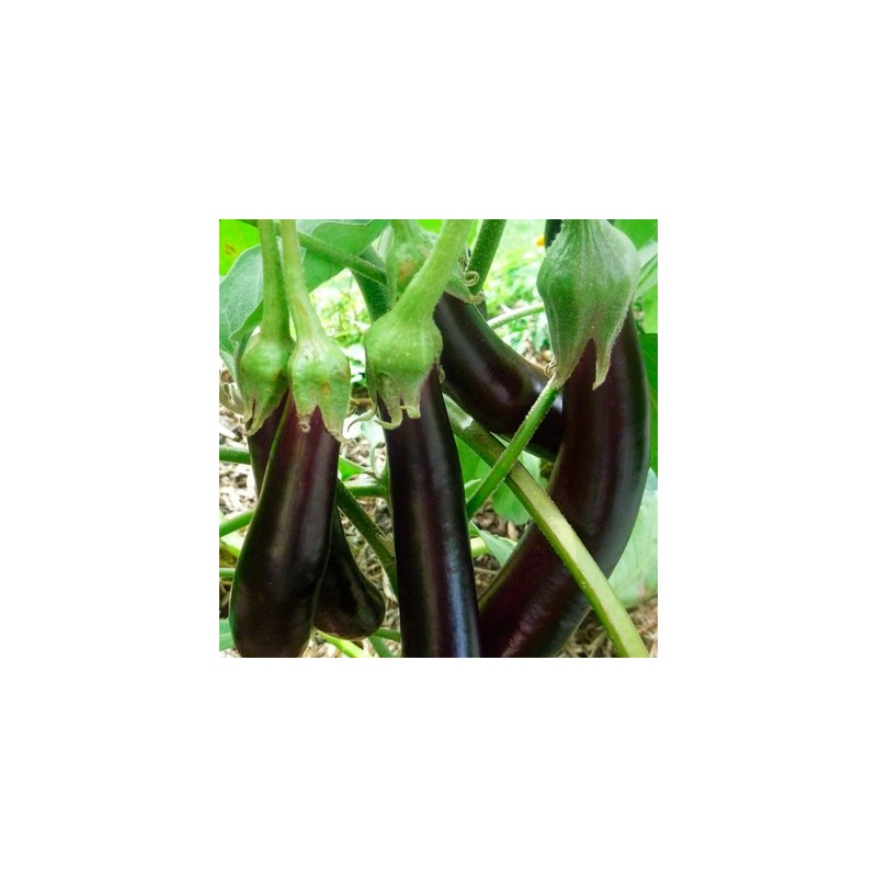 aubergines-longue-violette-hâtive-kokopelli-bio-iriso