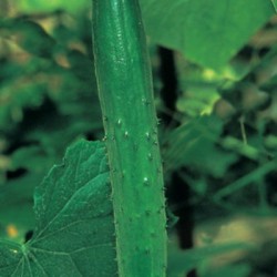 concombre-long-vert-anglais-kokopelli-bio-iriso