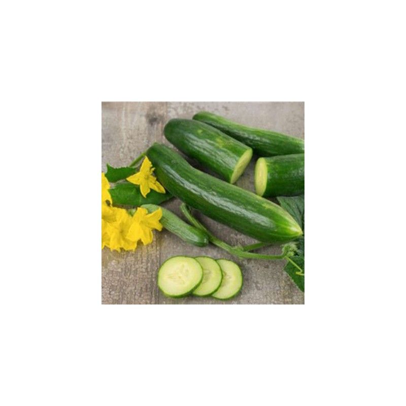 concombre-tendergreen-burpless-kokopelli-bio-iriso