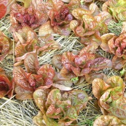 Laitue-pommée-merveille-des-saisons-kokopelli