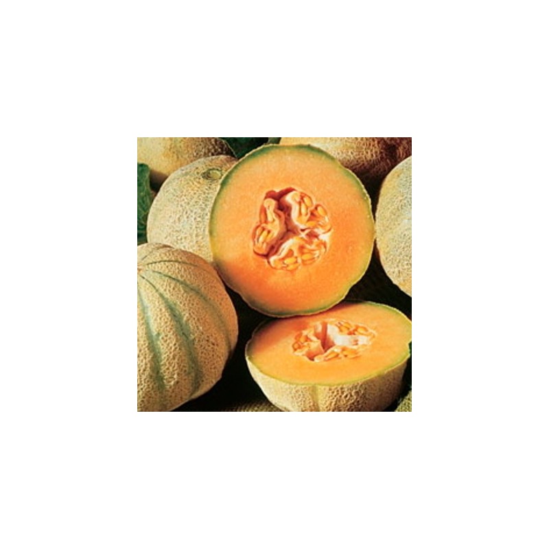 graines-melons-cantaloup-charentais-kokopelli-bio-iriso