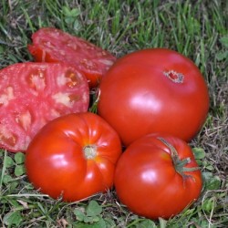 graines-tomates-rouge-coeur-de-boeuf-schgilling-giant-kokopelli-bio-iriso