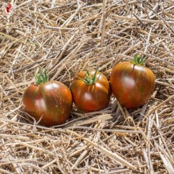 graines-tomates-bigarée-black-and-brown-boar-kokopelli-bio-iriso