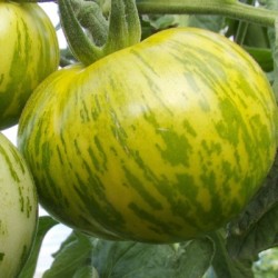 graines-tomate-verte-green-zebra-arizona-hawai-stain-kokopelli-bio-iriso