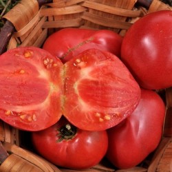 graines-tomate-rose-anna-russian-kokopelli-bio-iriso