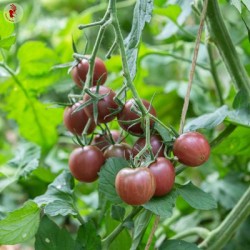 graines-tomate-cerise-noire-black-cherry-kokopelli-bio-iriso