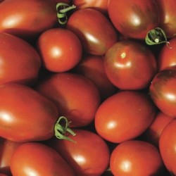 graines-tomate-cerise-noire-brown-cherry-kokopelli-bio-iriso