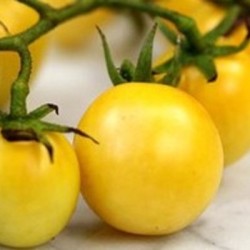 graines-tomate-cerise-blanche-dr-carolyn-kokopelli-bio-iriso
