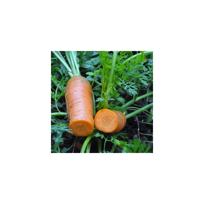 graines-kokopelli-carotte-orange-de-colmar-à-coeur-rouge-iriso