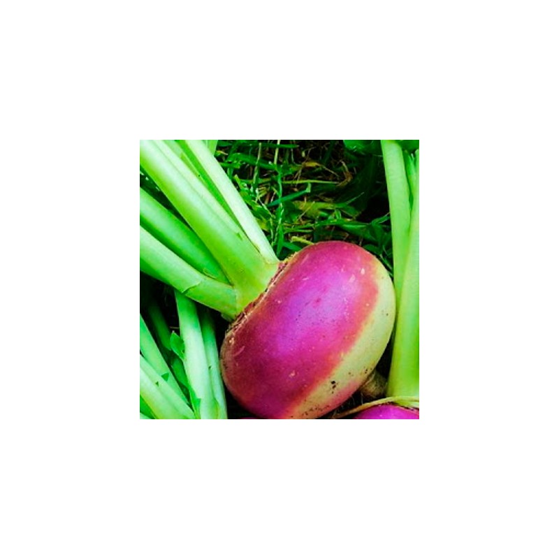 graines-kokopelli-navets-blanc-globe-à-collet-violet-iriso