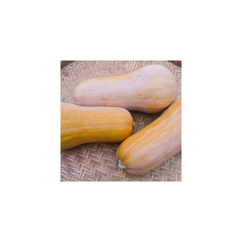 graines-bio-kokopelli-butternut-iriso