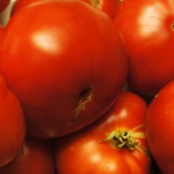 graines-bio-tomates-marmandes-kokopelli-iriso