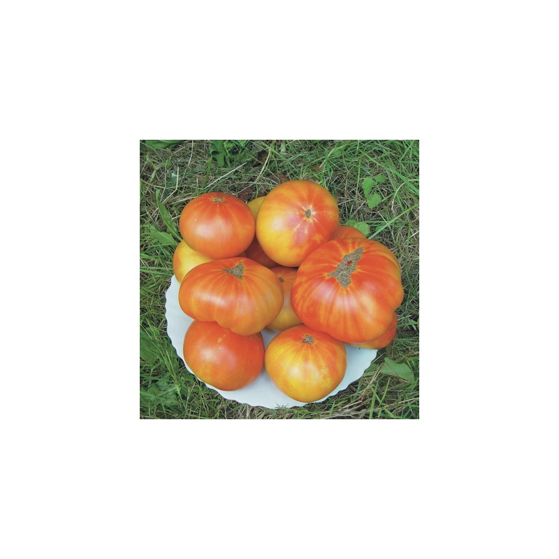 graines-bio-kokopelli-tomates-bigarrée-ananas-iriso