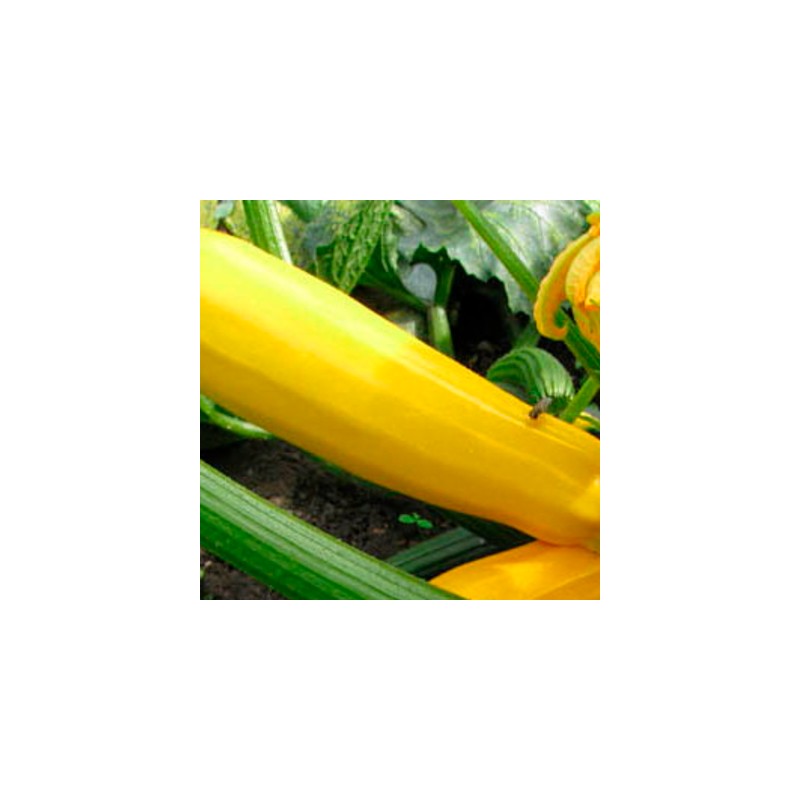 graines-bio-kokopelli-courgette-jaune-iriso