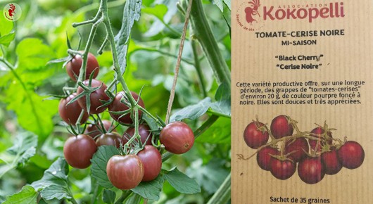 graines-tomate-cerise-noire-black-cherry-kokopelli-bio-iriso
