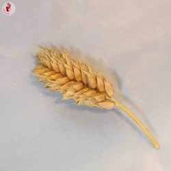 graines-blé-grains-nus-bio-iriso-kokopelli