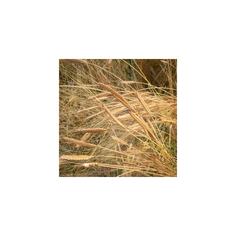 graines-blés-anciens-bio-iriso-kokopelli