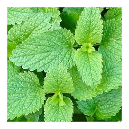 Graines De Mélisse Officinale - 200 Semences Aromatiques Citronnées Répulsives Moustiques