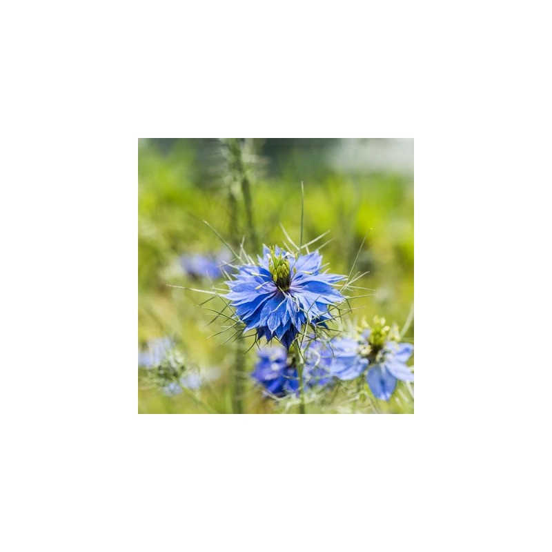graines-nigelles-damas-bleue-bio-iriso