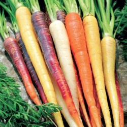 graines-carottes-mélange-bio-iriso