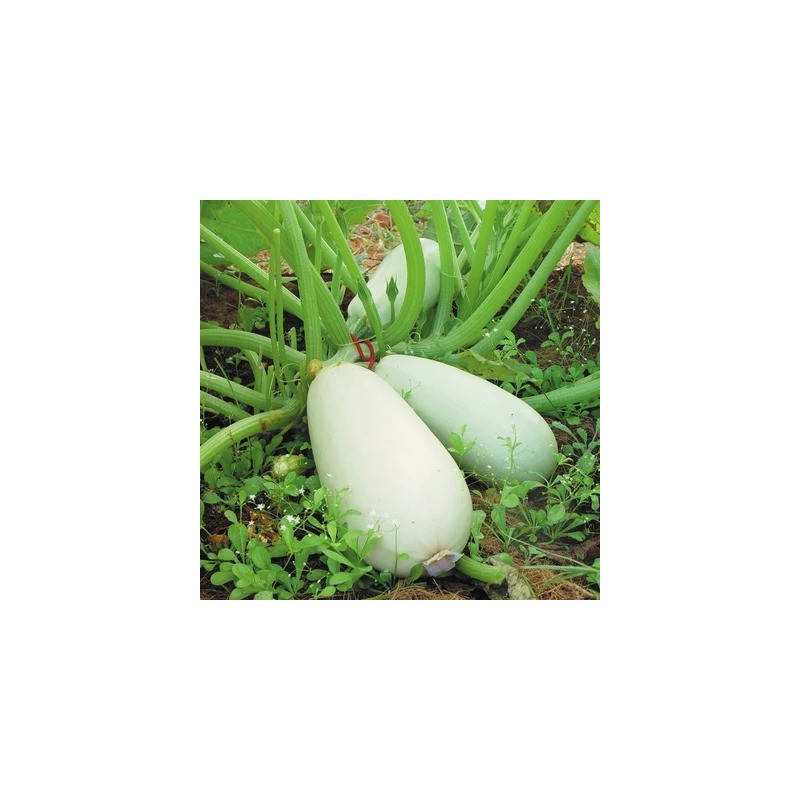 graines-courgette-blanche-bio-iriso