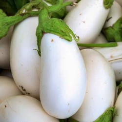 graines-aubergine-blanche-bio-iriso