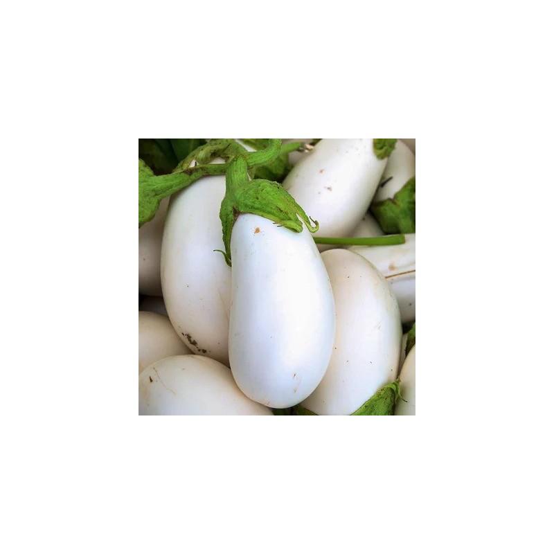 graines-aubergine-blanche-bio-iriso