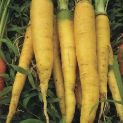 graines-carotte-jaune-bio-iriso