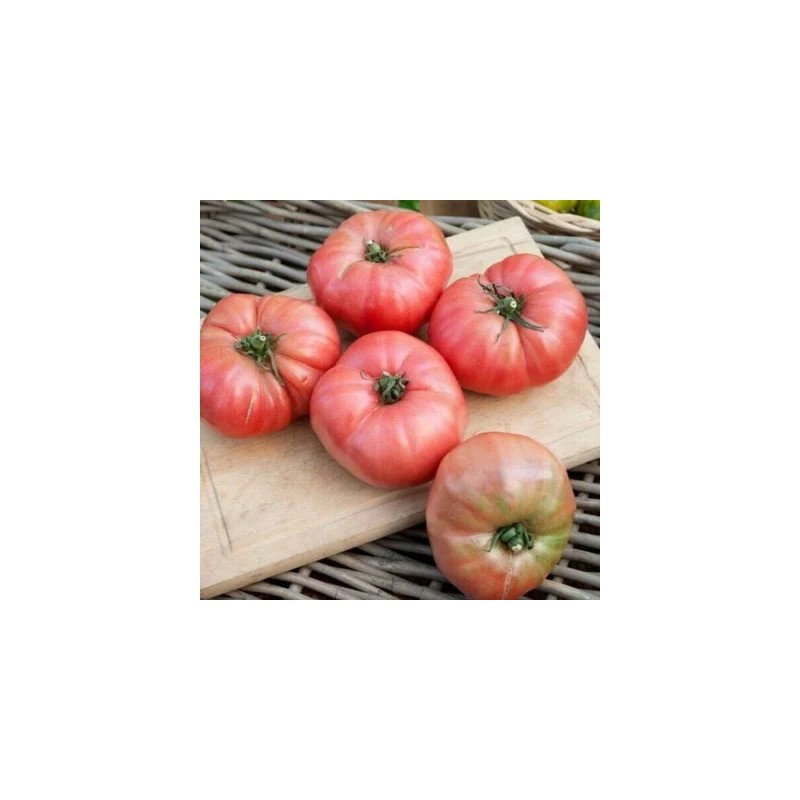 graines-tomate-rose-de-berne-bio-iriso