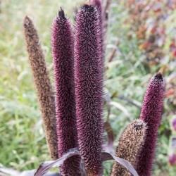 graines-millet-purple-bio-iriso