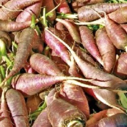 graines-carotte-violette-bio-iriso