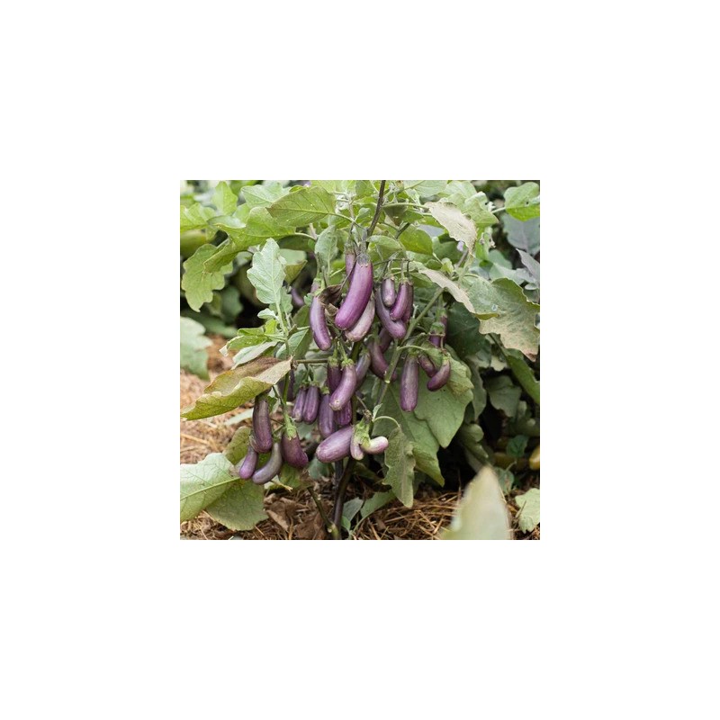 graines-aubergine-slim-jim-bio-iriso