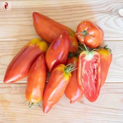 graines-tomate-andines-cornues-bio-iriso