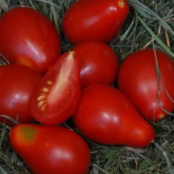 graines-tomates-cerises-poires-rouges-bio-iriso