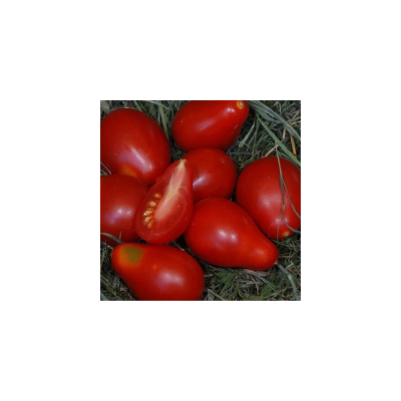 graines-tomates-cerises-poires-rouges-bio-iriso