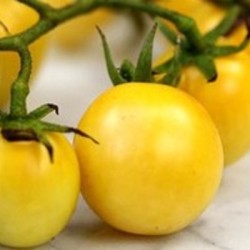 graines-tomate-cerise-blanche-bio-iriso