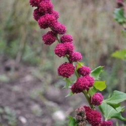 épinard-fraise-bio-graineskokopelli-iriso