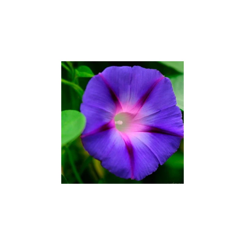 graines-ipomées-violette-président-tyler-bio-iriso