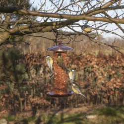 mangeoires-cacahuètes-oiseaux-iriso