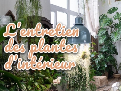 Entretenir ses plantes d'intérieur: astuces et conseils pratiques