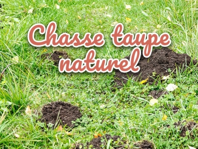 La taupe : les meilleurs moyens de la chasser de son jardin naturellement