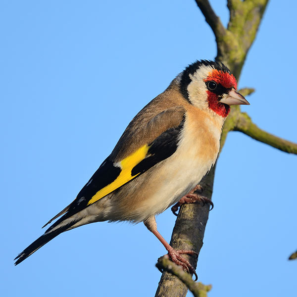 chardonneret oiseau jardin hiver Iriso