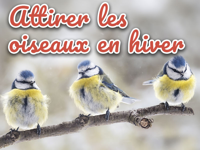 Attirer les oiseaux dans son jardin en hiver