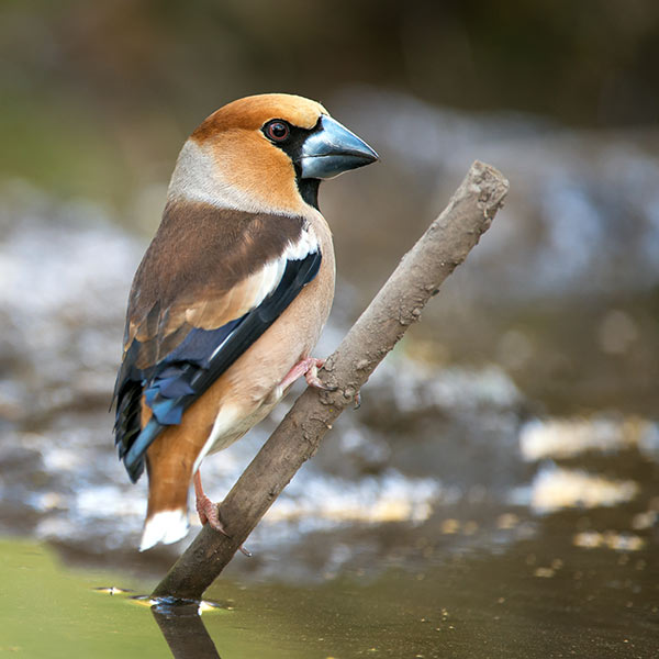 Gros Bec Casse noix oiseau jardin hiver Iriso