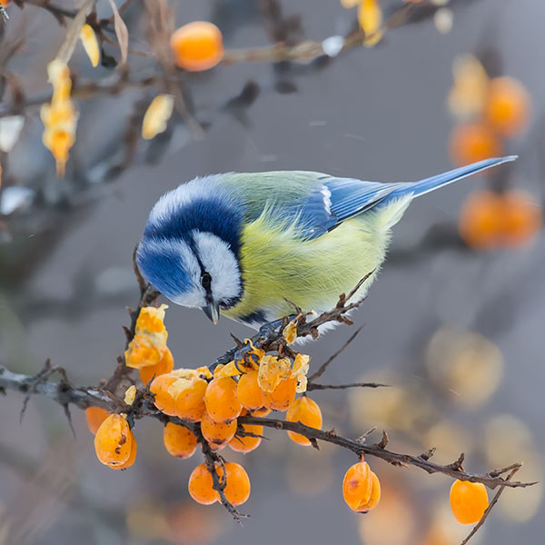 mésange jardin hiver Iriso