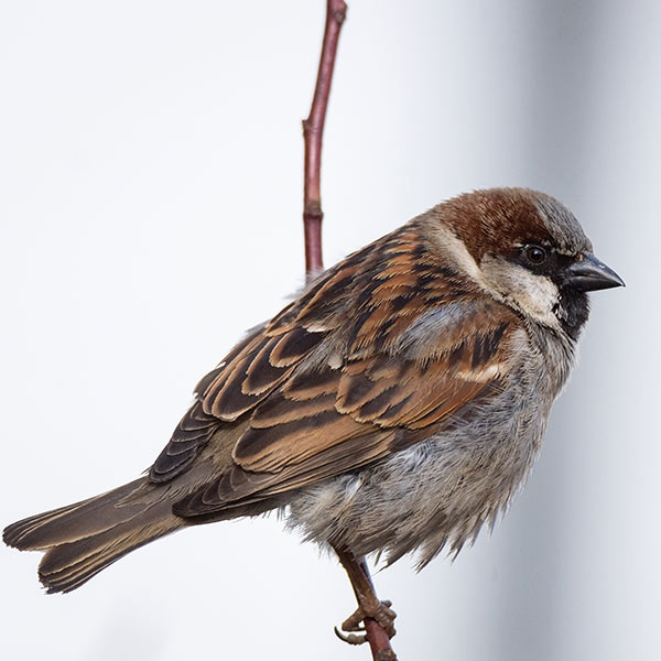 Moineau oiseau hiver jardin Iriso