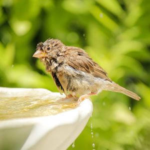 oiseau baignade été Iriso