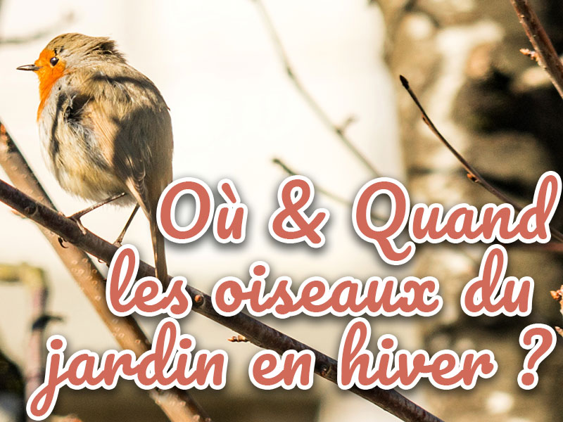 ou et quand voir les oiseaux au jardin en hiver ?