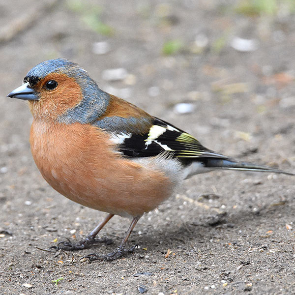 Pinson oiseau jardin hiver Iriso