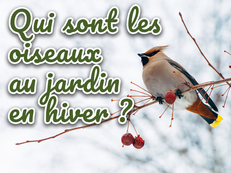 Qui sont les oiseaux hiver jardin Iriso